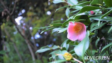 椿樹|椿（ツバキ）とは？花言葉、花の季節、育て方、種類。山茶花と。